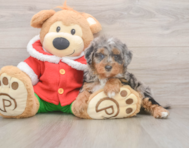 6 week old Mini Bernedoodle Puppy For Sale - Puppy Love PR