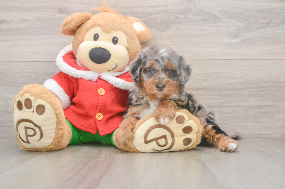 6 week old Mini Bernedoodle Puppy For Sale - Puppy Love PR