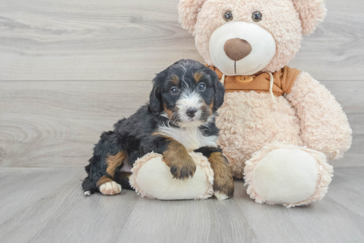 Meet Azalea - our Mini Bernedoodle Puppy Photo 1/3 - Puppy Love PR Smart Mini Bernedoodle Poodle Mix Pup