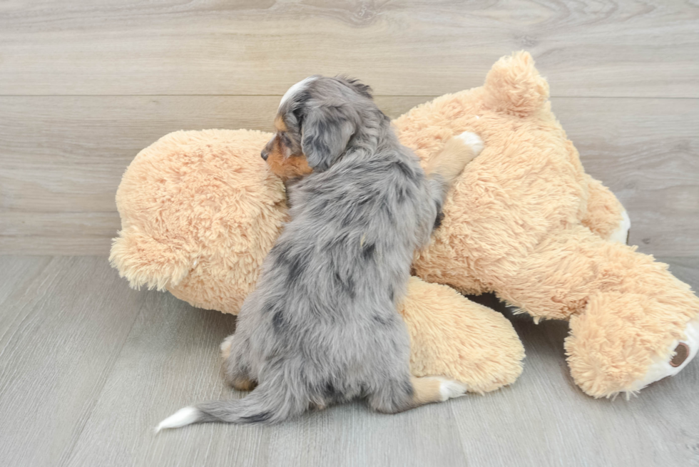 Mini Bernedoodle Pup Being Cute