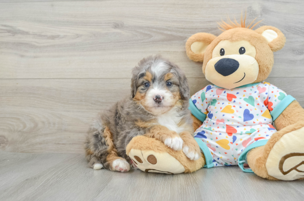 7 week old Mini Bernedoodle Puppy For Sale - Puppy Love PR