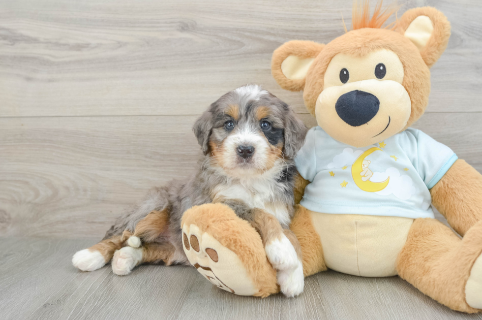 6 week old Mini Bernedoodle Puppy For Sale - Puppy Love PR