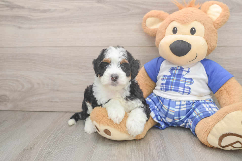 6 week old Mini Bernedoodle Puppy For Sale - Puppy Love PR