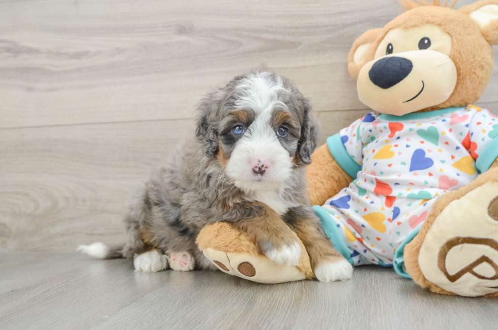 5 week old Mini Bernedoodle Puppy For Sale - Puppy Love PR