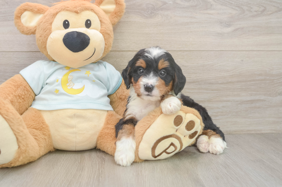 6 week old Mini Bernedoodle Puppy For Sale - Puppy Love PR