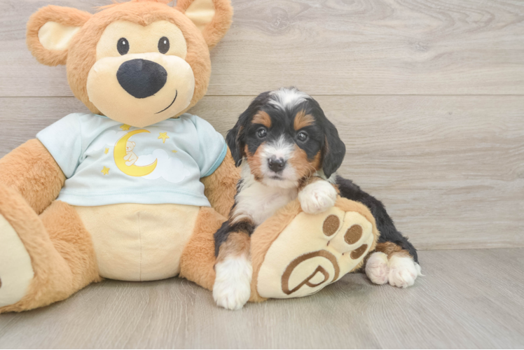 Meet Beefcake - our Mini Bernedoodle Puppy Photo 1/3 - Puppy Love PR Little Mini Berniedoodle Poodle Mix Puppy