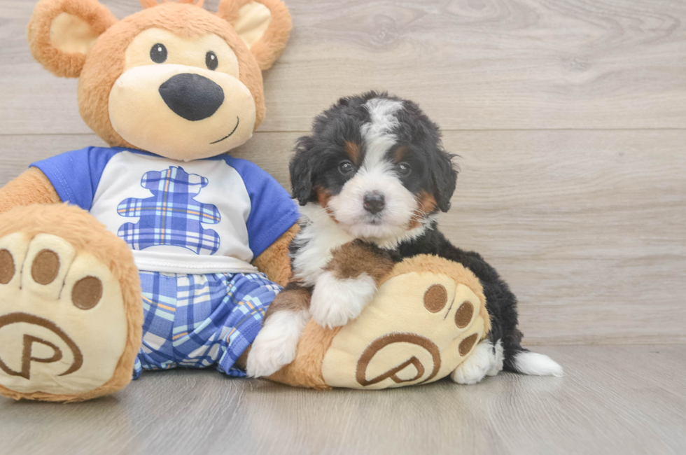 5 week old Mini Bernedoodle Puppy For Sale - Puppy Love PR