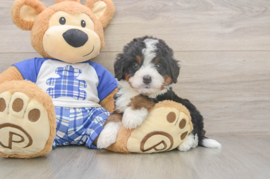 Funny Mini Bernedoodle Poodle Mix Pup