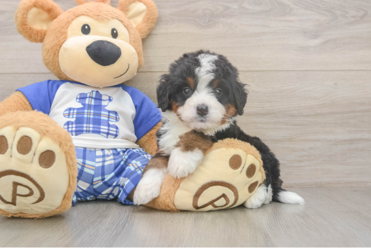 Meet Beefcake - our Mini Bernedoodle Puppy Photo 1/3 - Puppy Love PR Funny Mini Bernedoodle Poodle Mix Pup