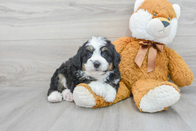 Meet Benny - our Mini Bernedoodle Puppy Photo 1/3 - Puppy Love PR Adorable Mini Berniedoodle Poodle Mix Puppy