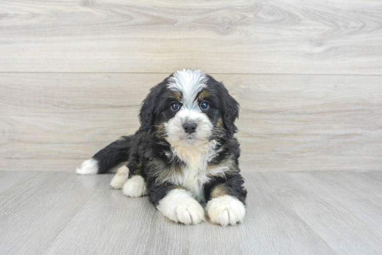 Meet Benny - our Mini Bernedoodle Puppy Photo 1/3 - Puppy Love PR Energetic Bernadoodle Poodle Mix Puppy
