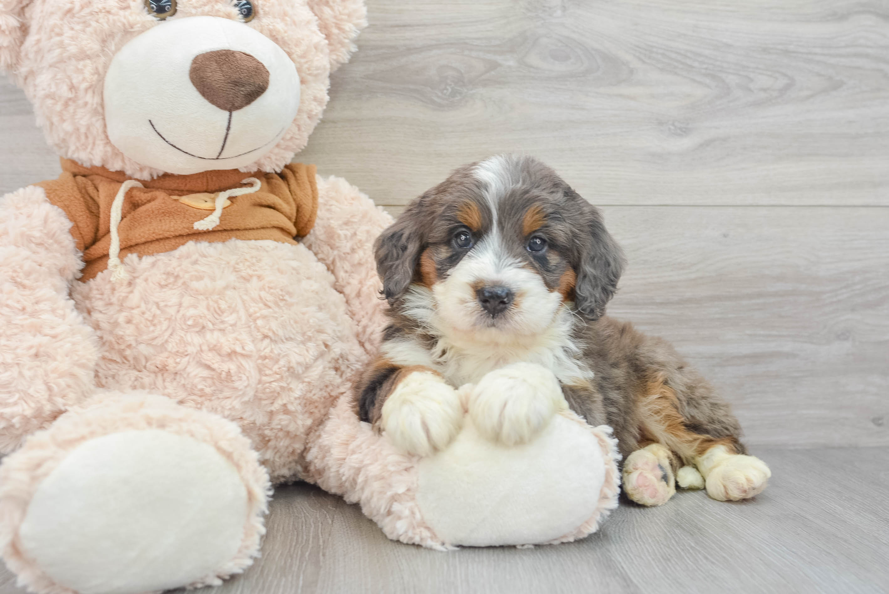 mini-bernedoodle-benny-