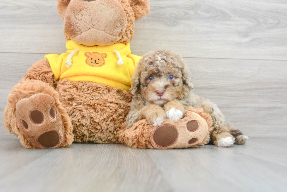 Cute Mini Bernedoodle Baby