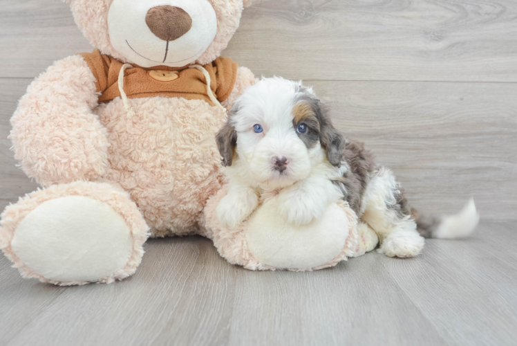 Meet Benny - our Mini Bernedoodle Puppy Photo 1/3 - Puppy Love PR Playful Bernadoodle Poodle Mix Puppy