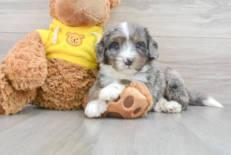 Meet Benny - our Mini Bernedoodle Puppy Photo 1/3 - Puppy Love PR Best Mini Bernedoodle Baby