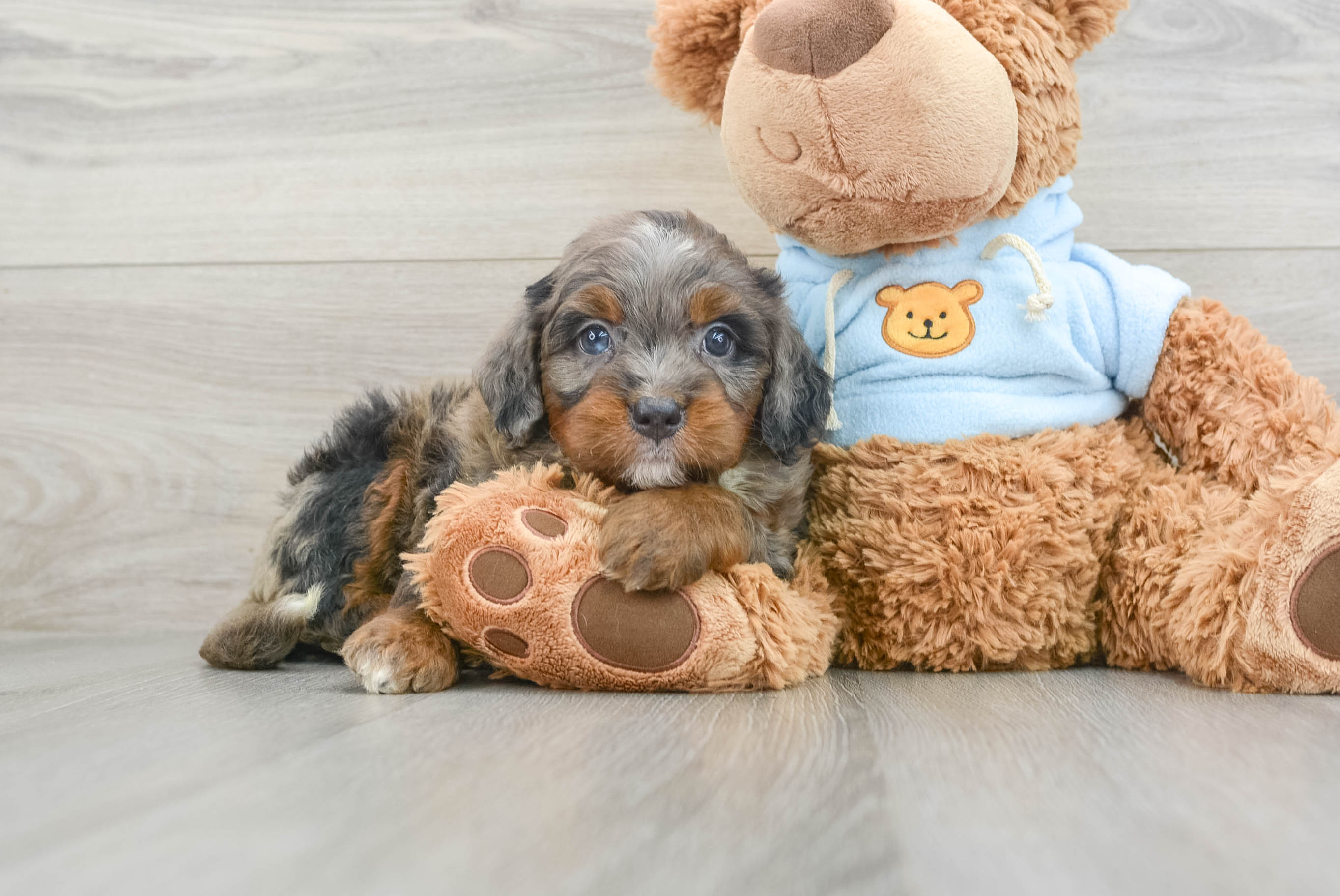 Mini Bernedoodle Puppy for Adoption