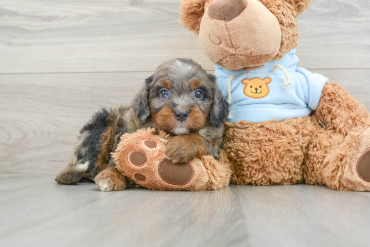 Mini Bernedoodle Puppy for Adoption