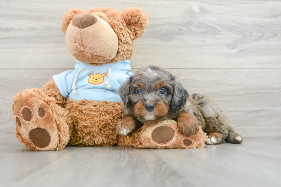 Playful Bernadoodle Poodle Mix Puppy