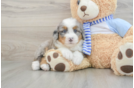 Playful Mini Bernepoo Poodle Mix Puppy