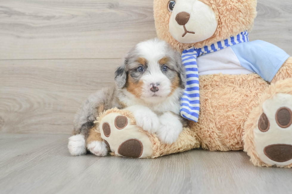 6 week old Mini Bernedoodle Puppy For Sale - Puppy Love PR