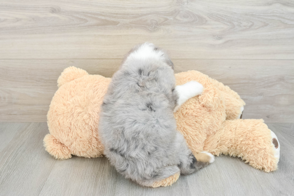 Mini Bernedoodle Pup Being Cute