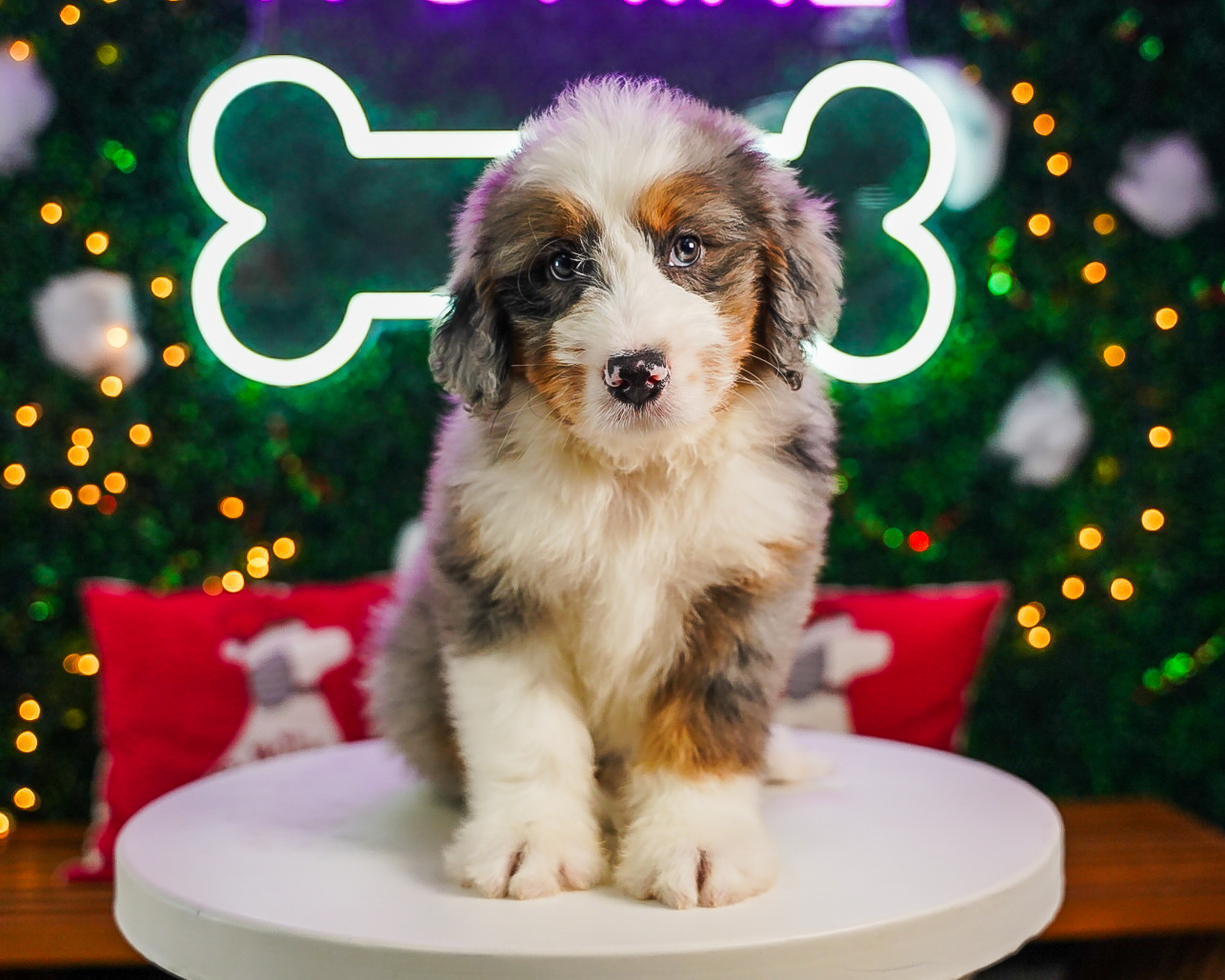 Cute Mini Bernesepoo Poodle Mix Puppy