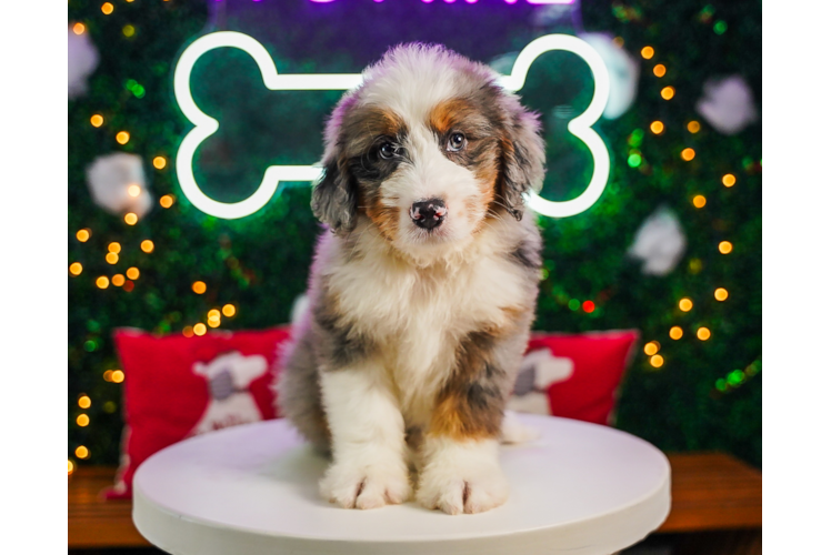 Meet Blue - our Mini Bernedoodle Puppy Photo 1/4 - Puppy Love PR Cute Mini Bernesepoo Poodle Mix Puppy
