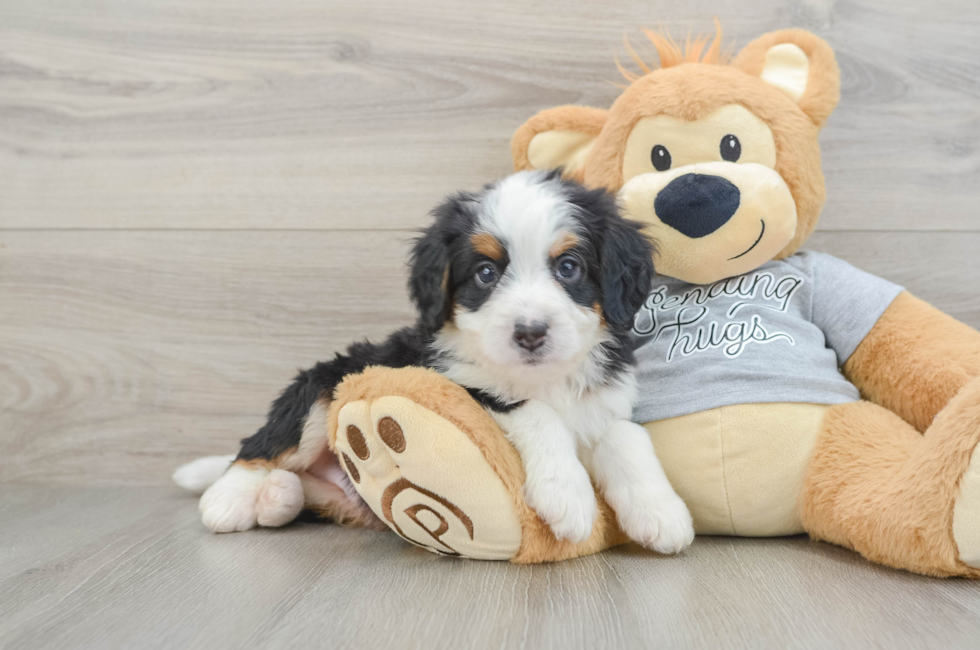 6 week old Mini Bernedoodle Puppy For Sale - Puppy Love PR