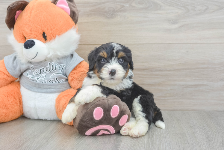 Smart Mini Bernedoodle Poodle Mix Pup