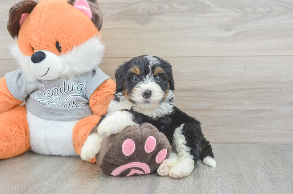 4 week old Mini Bernedoodle Puppy For Sale - Puppy Love PR