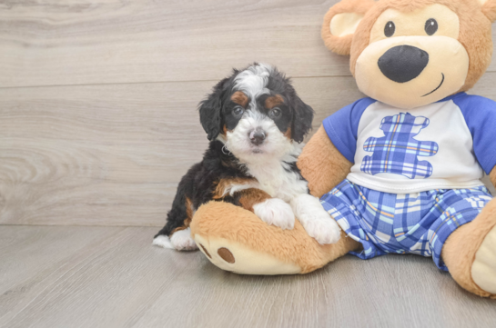 Fluffy Mini Bernedoodle Poodle Mix Pup