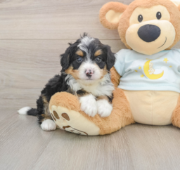 8 week old Mini Bernedoodle Puppy For Sale - Puppy Love PR