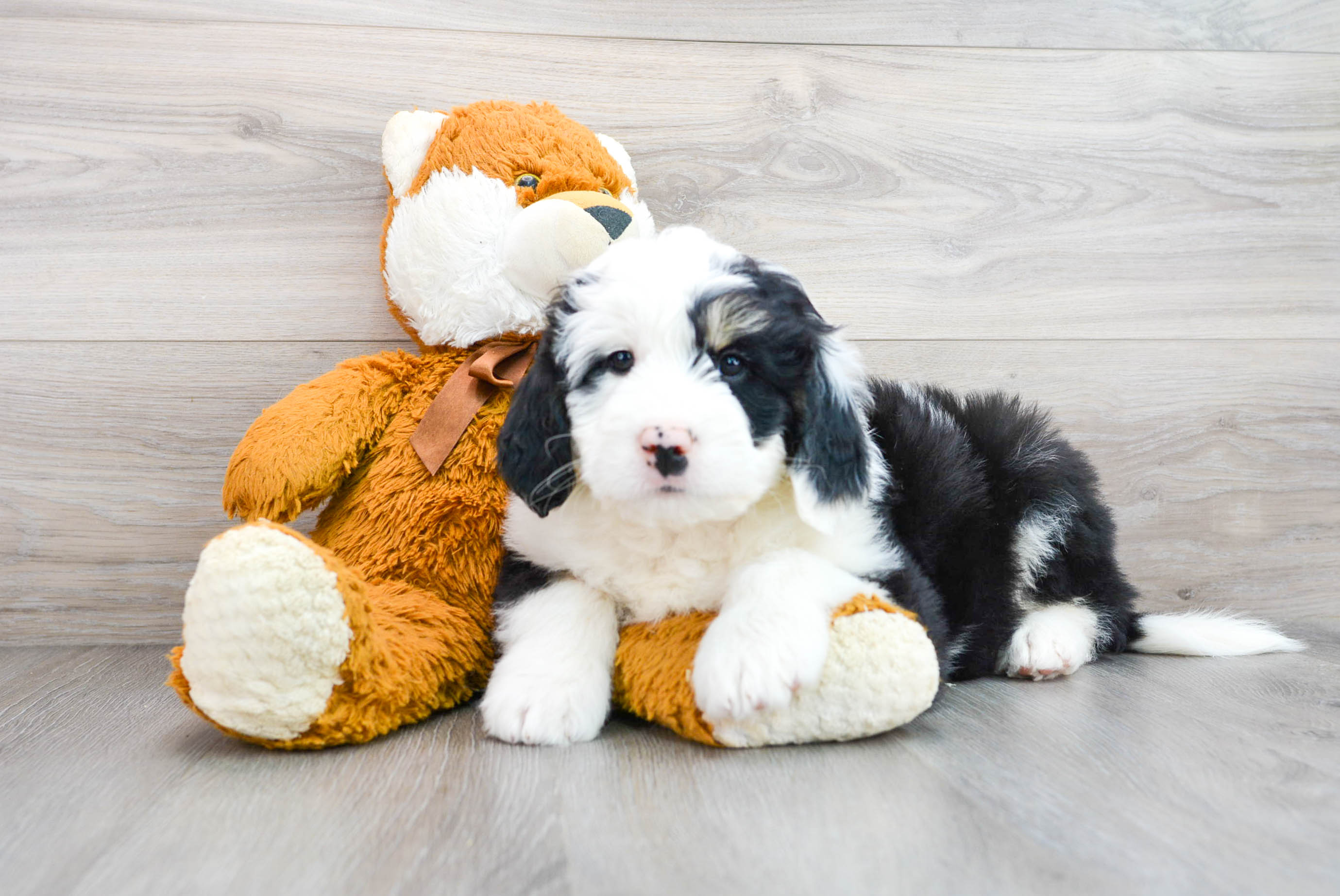 Playful Bernadoodle Poodle Mix Puppy