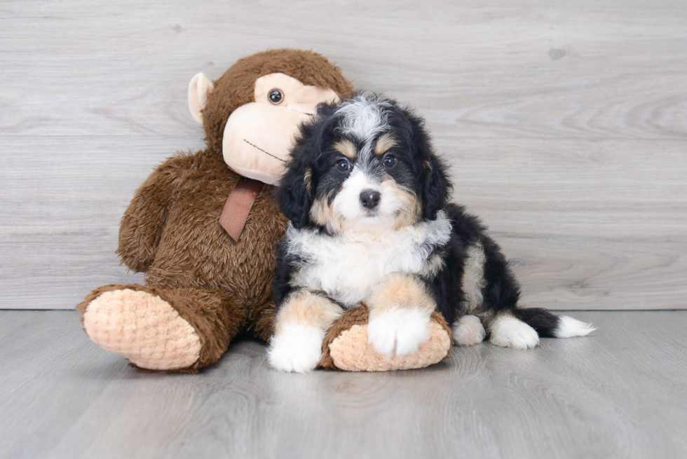Popular Mini Bernedoodle Poodle Mix Pup