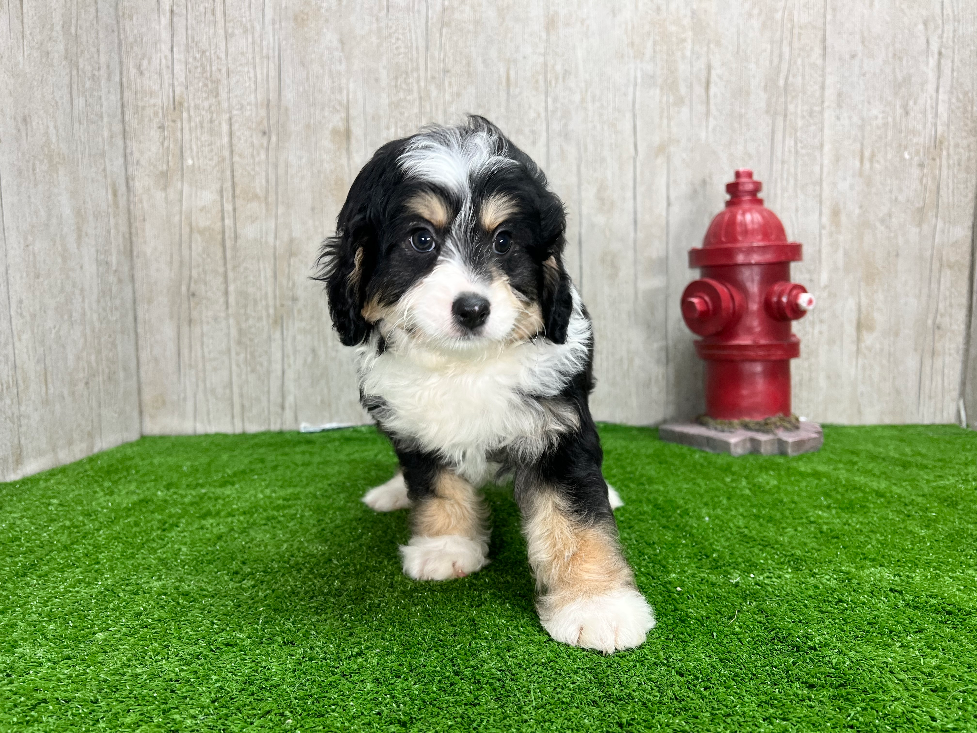Best Mini Bernedoodle Baby
