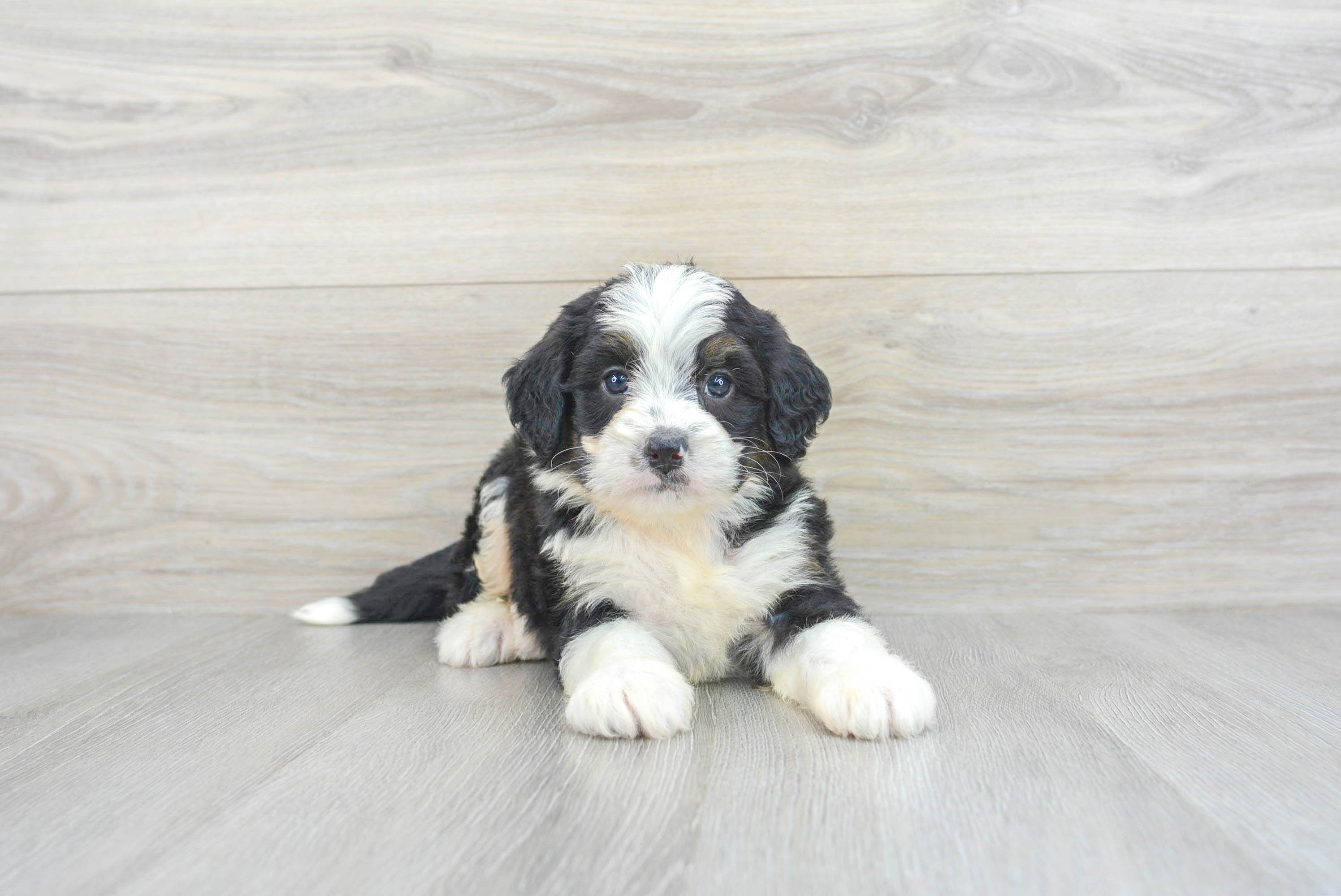 Mini Bernedoodle Puppy for Adoption