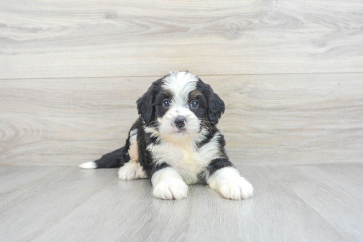 Meet Benson - our Mini Bernedoodle Puppy Photo 1/3 - Puppy Love PR Mini Bernedoodle Puppy for Adoption