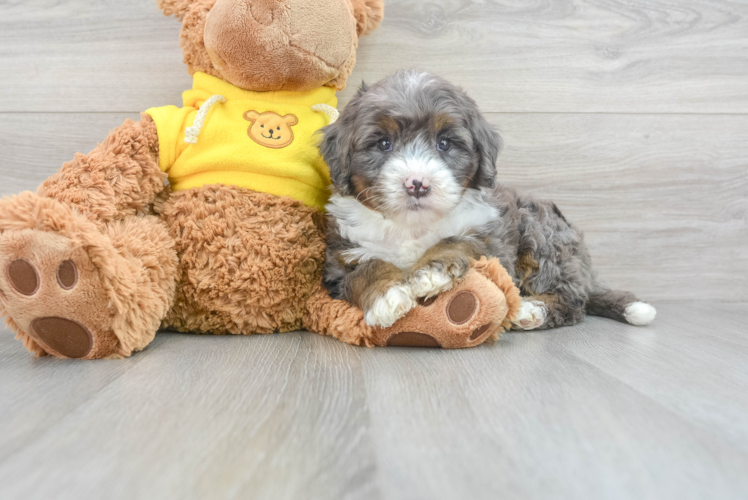 Meet Benson - our Mini Bernedoodle Puppy Photo 1/3 - Puppy Love PR Small Mini Bernedoodle Baby
