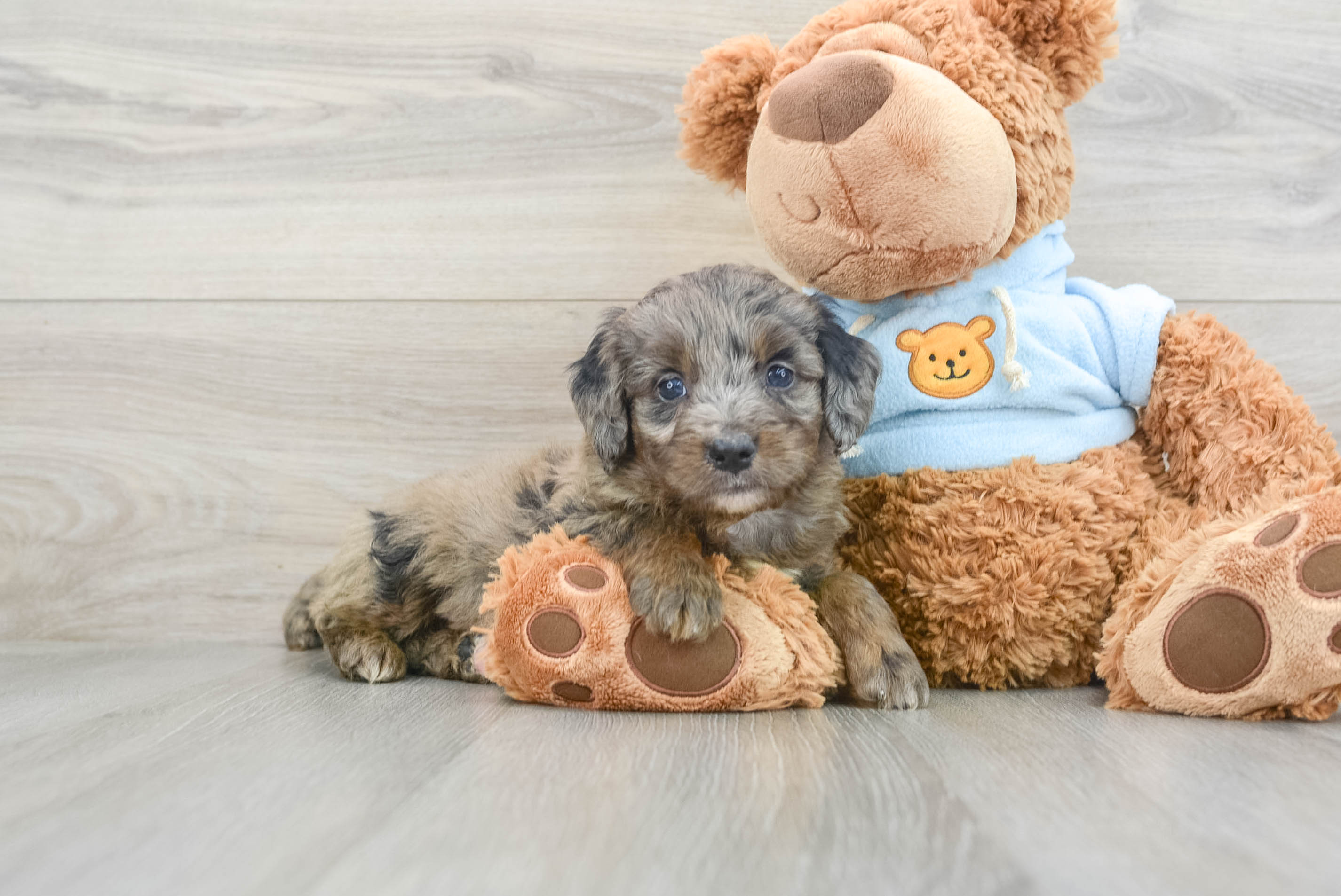 Smart Mini Bernedoodle Poodle Mix Pup