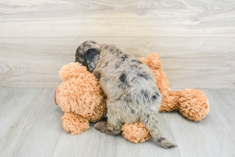 Happy Mini Bernedoodle Baby
