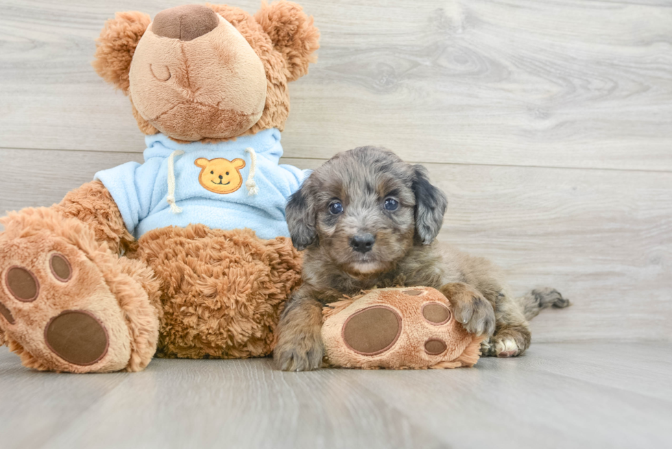 Smart Mini Bernedoodle Poodle Mix Pup