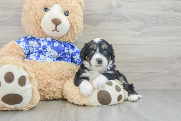 Meet Benson - our Mini Bernedoodle Puppy Photo 1/3 - Puppy Love PR Mini Bernedoodle Pup Being Cute