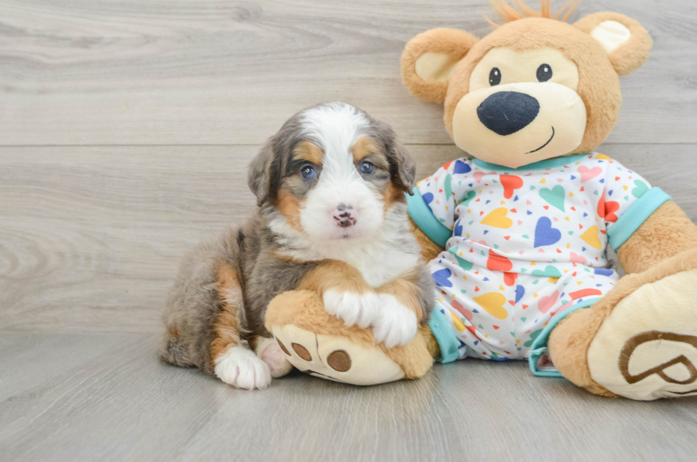 5 week old Mini Bernedoodle Puppy For Sale - Puppy Love PR