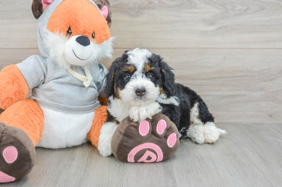 7 week old Mini Bernedoodle Puppy For Sale - Puppy Love PR