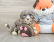 5 week old Mini Bernedoodle Puppy For Sale - Puppy Love PR