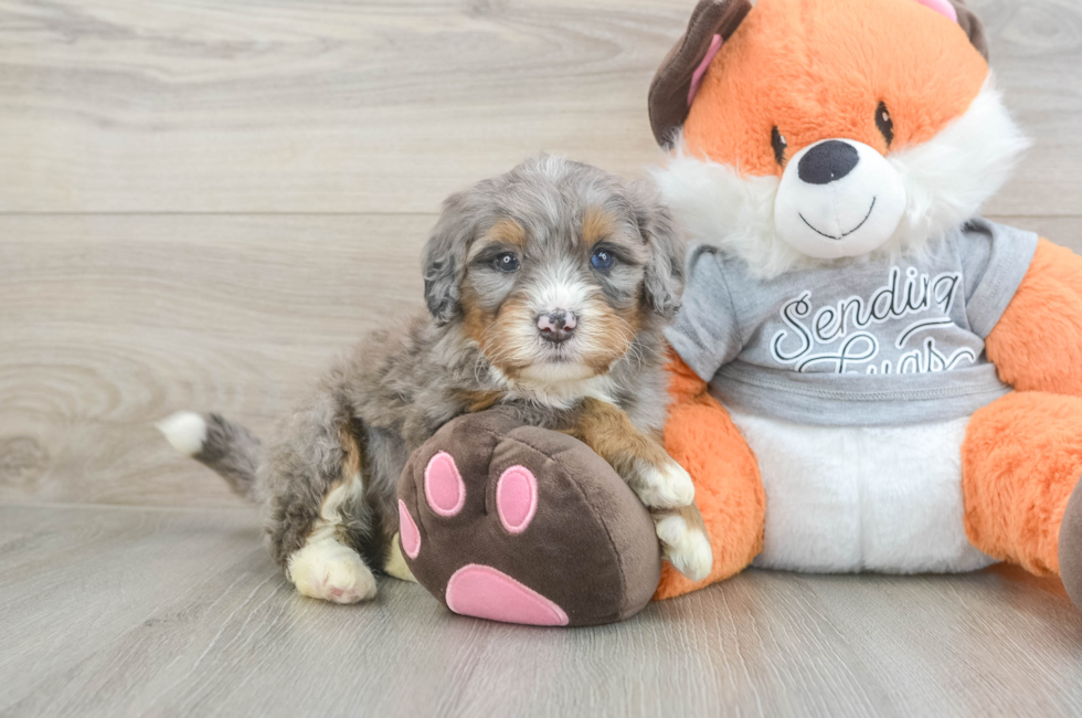 4 week old Mini Bernedoodle Puppy For Sale - Puppy Love PR