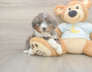 6 week old Mini Bernedoodle Puppy For Sale - Puppy Love PR