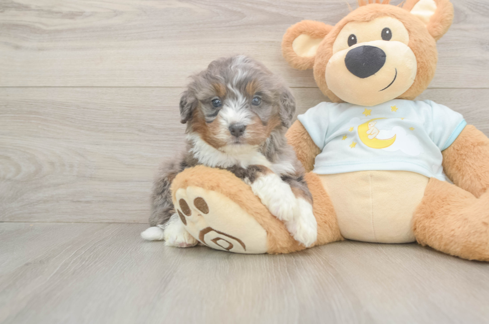 5 week old Mini Bernedoodle Puppy For Sale - Puppy Love PR