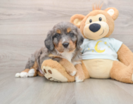 6 week old Mini Bernedoodle Puppy For Sale - Puppy Love PR