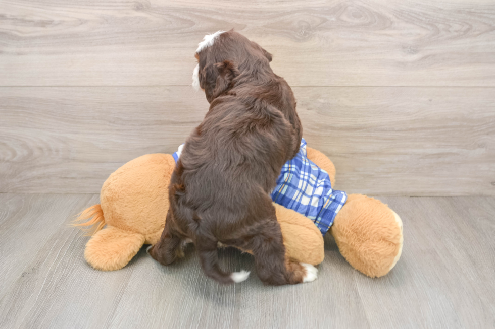 Mini Bernedoodle Pup Being Cute